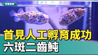 台灣 首例|海科館繁殖六斑二齒魨 首見人工孵育成功