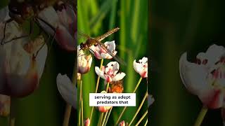Dragonflies: Masters of Speed and Eco-Balance in 24 Hours!