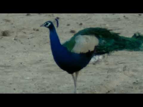 Desert Life in Rajasthan Desert || Animal's Freedom Life of desert animals of Rajasthan ||