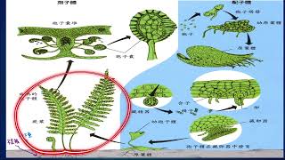 植物學15：#蕨類特性與世代交替