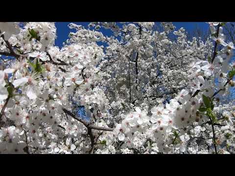 Spring flowers - short slow motion video with piano music
