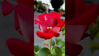 ab Jane ham song status #love #sadsong  #musicdaily