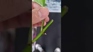 How to: Growing Pothos out of your aquarium #houseplants #plantedaquarium #aquariumplants #plants