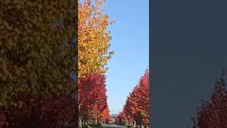 #youtubeshorts #japan #autumn #japannature