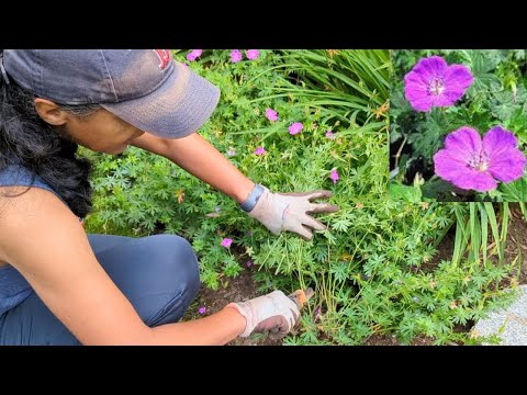 How To Prune Hardy Cranesbill Geranium | Cutting Back  Geranium Sanguineum