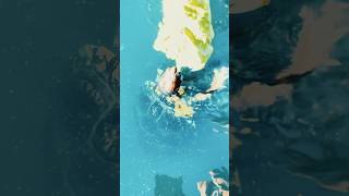 Turtles 🐢 feast on lettuce #shorts #travel #viral #funny #trending #youtubeshorts
