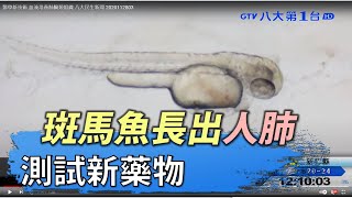斑馬魚長出人肺 測試新藥物 八大民生新聞 2020112803
