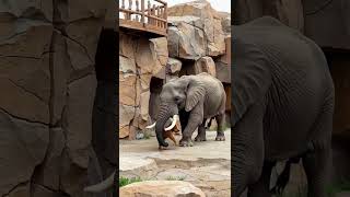 Heroic elephant saves dog after it fell through fence