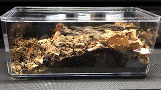 Isopod Display Enclosures on A Budget