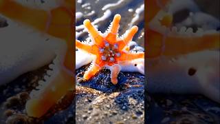 starfish monster #animals #deepest #starfish #petvideos #animalkingdom #usa #monster #seamonster #ok