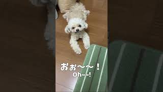 悟られない様にする犬 【関西弁でしゃべる犬】#274   A dog that tries to go undetected 【Dog talking 】 #shorts