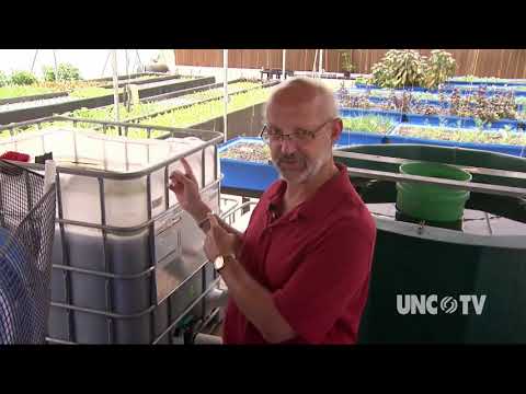 Aquaponics Farming of the Future