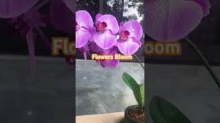 Flowers 🌺 🌸🌻🌷#plants #bukidlife #garden #nature