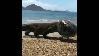 Komodo dragons are the largest lizards in the world and can grow up to 3m 10ft long and weigh up to