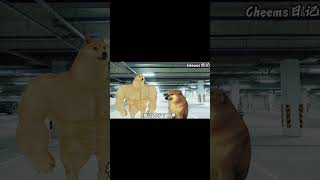 生活小常识！#cheems #funny #memes