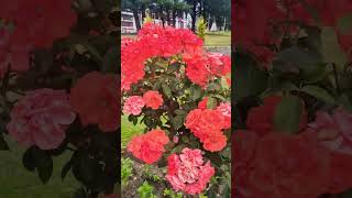 Rose Bush #flower #redroses #nature #rosecaring #rose #roseflower #roses #rosé #rosegarden #rosary