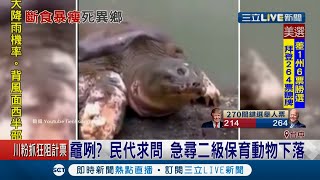 二級保育類動物"黿"守不住？尋獲兩年後議員關心　卻發現已經客死異鄉..│記者李建瑩 劉瀚煒│ 【LIVE大現場】20201105│三立新聞台