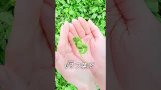 ４つ葉どこかな？