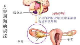 基生3 6 04月經周期簡介一業