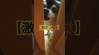 狂犬発動🐶💢 #チワワ #犬のいる暮らし #キレる #shorts