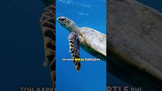 Marine Life in Ocean #youtube #ocean #shorts