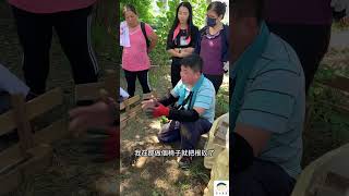 颱風後樹倒的原因