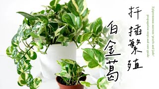 手把手帶您扦插繁殖白金葛，水培扦插與日常養護🌿Epipremnum aureum ‘pearls and jade’ propagation steps and care guide #室內植物