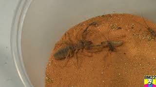 Camel Spider Solifugae Saddam; Back From The Dead Again Habitat Update