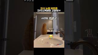 집사 눈물 버튼을 자극시켜버린 고양이 #동물 #고양이 #감동