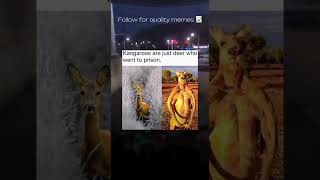 #memedaily #memes #memesvideo #funny