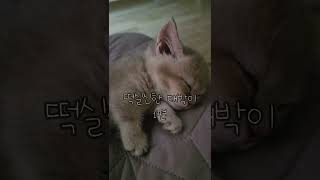 떡실신한 아기고양이 1탄!! #먼치킨 #아기고양이 #먼치킨고양이 #집사 #고양이브이로그