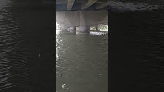 落水咬就是如此爽... #500肝蝦餌  #500極弱練餌 #500釣魚趣