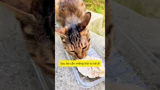 CutePet | Phần 2 - Gặp Gỡ  Gia Đình Mèo Hoang #catlover#cat #cutepets