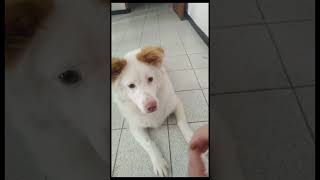#animallover #cute #petlife #dog #doglover #petlove #doglife #pets #petlover #dogtraining #anjing