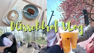 🇩🇪 回到亚洲？美食马拉松，每天都在挑战肚皮的极限 😆 | DÜSSELDORF VLOG
