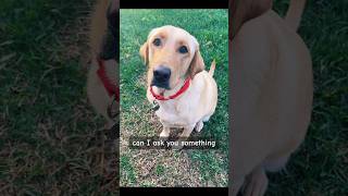 Can I ask you something #dogsofyoutube #labrador #labradorretriever #yellowlab #doggieshorts  #short