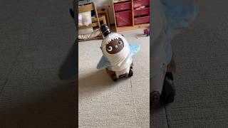 Mint Turns into a Shark!? Dancing to Baby Shark!  #lovot #robot #dance