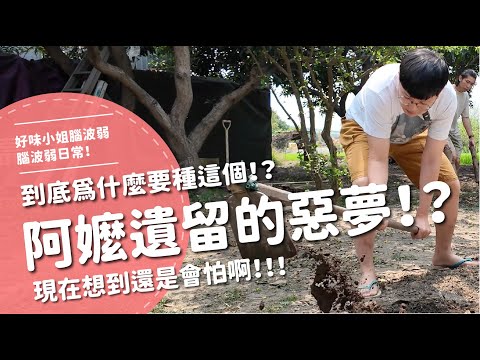 阿嬤遺留的惡夢！？到底為什麼要種這個！？現在想到還是會怕啊！！！【腦波弱日常】EP77