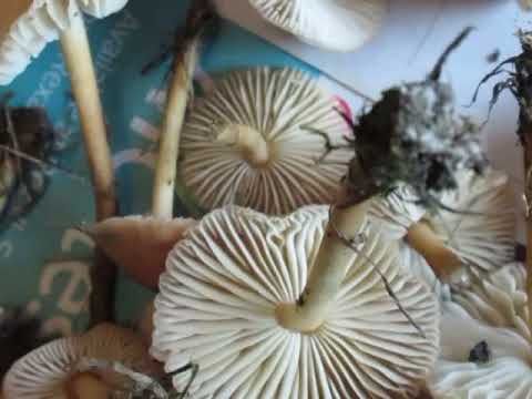 Fairy Ring mushroom Identification help.
