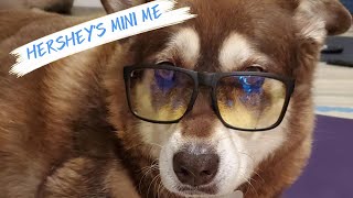 Meet Hershey's Mini-Me! | Cuddle Clones Bestie