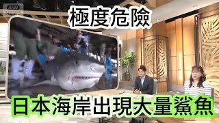 去日本旅遊或遊泳人士注意：極度危險種類的鯊魚大量靠近海岸，長達四米