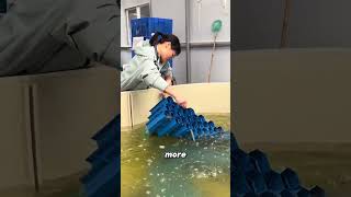Red Claw Crayfish Farming.