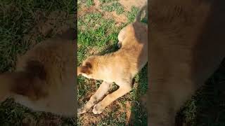 #dog #vlog #vlogcamera #doglover #daru #videocamera #like #puppy #subscribe #videoequipment