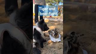 Tiger and bear fight#动物世界#可爱动物#可爱鼠了#萌萌哒