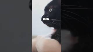 Kyaa Billi ke raasta kaatne se bura hota hai?? | जाने सच क्या है ? #shorts #viral