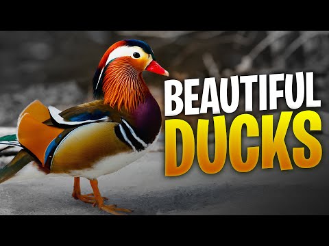 13 Most Beautiful Ducks In The World