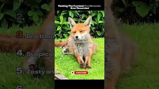 Funniest Fox Moments Ever Recorded😂#shorts