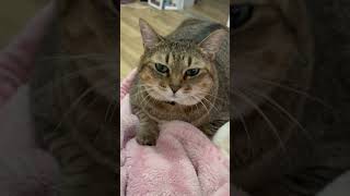 お返事が上手😽👏🏻#ねこ #ねこのいる生活 #ねこ動画 #保護猫 #保護猫と暮らす #保護猫達の日常 #キジトラ #cat #cutecat #たらこ