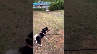 【黒豆柴】やはり犬猿の仲なのか😆#shorts #shibainu #柴犬 #黒豆柴 #癒し #散歩