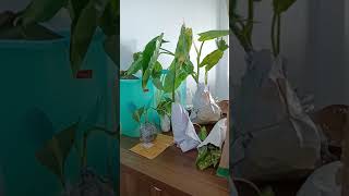unboxing tanaman #belionline #shopeehaul #keladi #sirihgading #caladium #shopping #like #tutorial